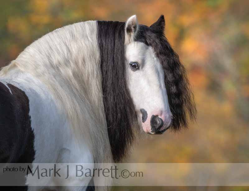 Mark J Barrett - Horse Photographer